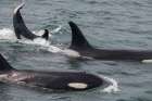 An orca family swimming along Icy Strait- Alaska. Art Print